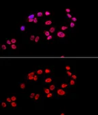Anti-Ku80 antibody used in Immunocytochemistry/ Immunofluorescence (ICC/IF). GTX33290