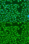 Anti-MERTK antibody used in Immunocytochemistry/ Immunofluorescence (ICC/IF). GTX33314