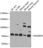 Anti-RASGRP3 antibody used in Western Blot (WB). GTX33459