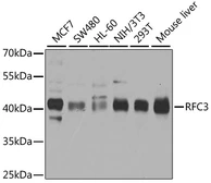 Anti-RFC3 antibody used in Western Blot (WB). GTX33464