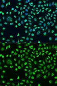 Anti-STAU2 antibody used in Immunocytochemistry/ Immunofluorescence (ICC/IF). GTX33526