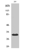 Anti-HLA-DOB antibody used in Western Blot (WB). GTX33992