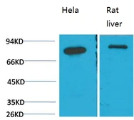 Anti-Grp78 antibody [8G3] used in Western Blot (WB). GTX33998