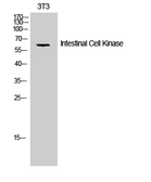 Anti-ICK antibody used in Western Blot (WB). GTX34003