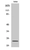 Anti-ASF1A antibody used in Western Blot (WB). GTX34044