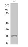 Anti-NRL antibody used in Western Blot (WB). GTX34102