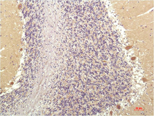 Anti-SGK1 antibody [4D12] used in IHC (Paraffin sections) (IHC-P). GTX34195