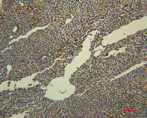 Anti-Transferrin antibody [4B4] used in IHC (Paraffin sections) (IHC-P). GTX34270