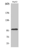 Anti-TOP3B antibody used in Western Blot (WB). GTX34277