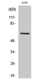 Anti-CLIP3 antibody used in Western Blot (WB). GTX34318