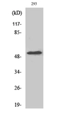 Anti-CYP39A1 antibody used in Western Blot (WB). GTX34347