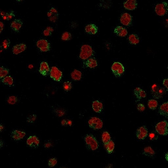 Anti-SSEA-1 / CD15 antibody [SPM490] used in Immunocytochemistry/ Immunofluorescence (ICC/IF). GTX34465