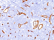 Anti-CD34 antibody [SPM123] used in IHC (Paraffin sections) (IHC-P). GTX34498