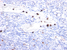 Anti-G-CSF antibody [CSF3/900] used in IHC (Paraffin sections) (IHC-P). GTX34754