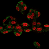 Anti-GRP94 antibody [9G10.F8.2] used in Immunocytochemistry/ Immunofluorescence (ICC/IF). GTX34771