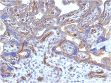 Anti-Thrombomodulin antibody [THBD/1782] used in IHC (Paraffin sections) (IHC-P). GTX35109