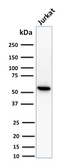 Anti-TOP1MT antibody [TOP1MT/488] used in Western Blot (WB). GTX35136