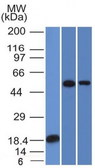 Anti-TOX3 antibody [TOX3/1124] used in Western Blot (WB). GTX35140