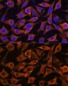 Anti-IFITM3 antibody used in Immunocytochemistry/ Immunofluorescence (ICC/IF). GTX35214