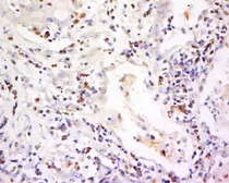 Anti-CD94 antibody used in IHC (Paraffin sections) (IHC-P). GTX37330