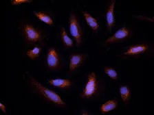 Anti-Endothelin 1 antibody used in Immunocytochemistry/ Immunofluorescence (ICC/IF). GTX37427