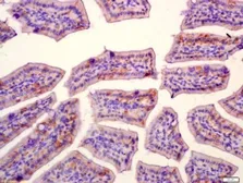 Anti-SLAMF7 antibody used in IHC (Paraffin sections) (IHC-P). GTX37440