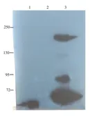 Anti-CD35 antibody used in Western Blot (WB). GTX37450