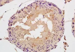 Anti-SPAG5 antibody used in IHC (Paraffin sections) (IHC-P). GTX37539