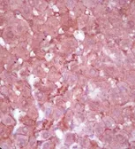 Anti-MRP3 antibody used in IHC (Paraffin sections) (IHC-P). GTX37616