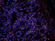 Anti-Leptin Receptor antibody used in IHC (Frozen sections) (IHC-Fr). GTX37636