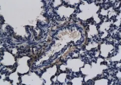 Anti-FGF8 antibody used in IHC (Paraffin sections) (IHC-P). GTX37697