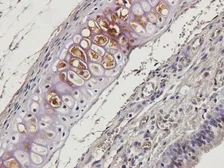 Anti-beta 2 Defensin antibody used in IHC (Paraffin sections) (IHC-P). GTX37717