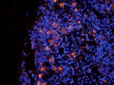 Anti-Beclin 1 antibody used in IHC (Frozen sections) (IHC-Fr). GTX37770