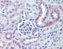 Anti-Nestin antibody used in IHC (Paraffin sections) (IHC-P). GTX39578