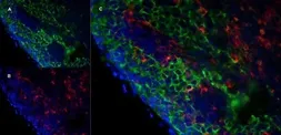 Anti-Marco antibody [ED31] used in IHC (Frozen sections) (IHC-Fr). GTX39743