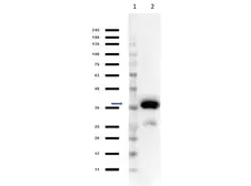Anti-Malate Dehydrogenase antibody (HRP) used in Western Blot (WB). GTX40570