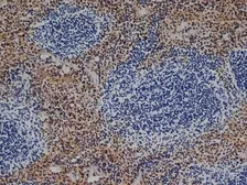 Anti-F4/80 antibody [CI:A3-1] (Low endotoxin, azide free) used in IHC (Frozen sections) (IHC-Fr). GTX41205