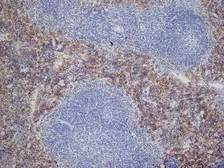 Anti-Dectin-2 antibody [D2.11E4] used in IHC (Frozen sections) (IHC-Fr). GTX41453