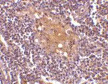 Anti-CD5L antibody, C-term used in IHC (Paraffin sections) (IHC-P). GTX41904
