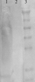 Anti-Acetyl Lysine antibody [7F8] used in Western Blot (WB). GTX41978