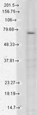 Anti-TRPV3 antibody [S15-4] used in Western Blot (WB). GTX42000