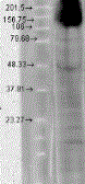 Anti-HCN4 antibody [S114-10] used in Western Blot (WB). GTX42001