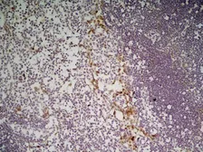 Anti-CLEC10A antibody [ER-MP23] used in IHC (Paraffin sections) (IHC-P). GTX42097