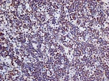 Anti-CD3 antibody [KT3] (Low endotoxin, azide free) used in IHC (Frozen sections) (IHC-Fr). GTX42108