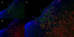 Anti-Mannose Receptor antibody [MR5D3] used in IHC (Frozen sections) (IHC-Fr). GTX42265