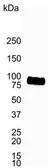Anti-CD19 antibody [LE-CD19] used in Western Blot (WB). GTX42325