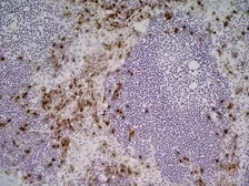Anti-CD169 antibody [3D6.112] used in IHC (Frozen sections) (IHC-Fr). GTX42363