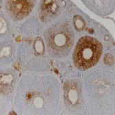 Anti-AMH antibody [5/6] used in IHC (Paraffin sections) (IHC-P). GTX42793