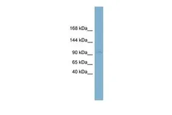 Anti-CLSTN1 antibody, N-term used in Western Blot (WB). GTX44685