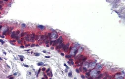 Anti-BMPER antibody, C-term used in IHC (Paraffin sections) (IHC-P). GTX45752